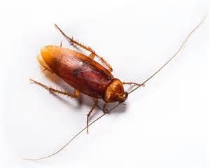 American Cockroach
