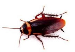 Australian Cockroach