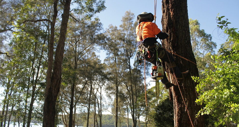 Arborists Newcastle