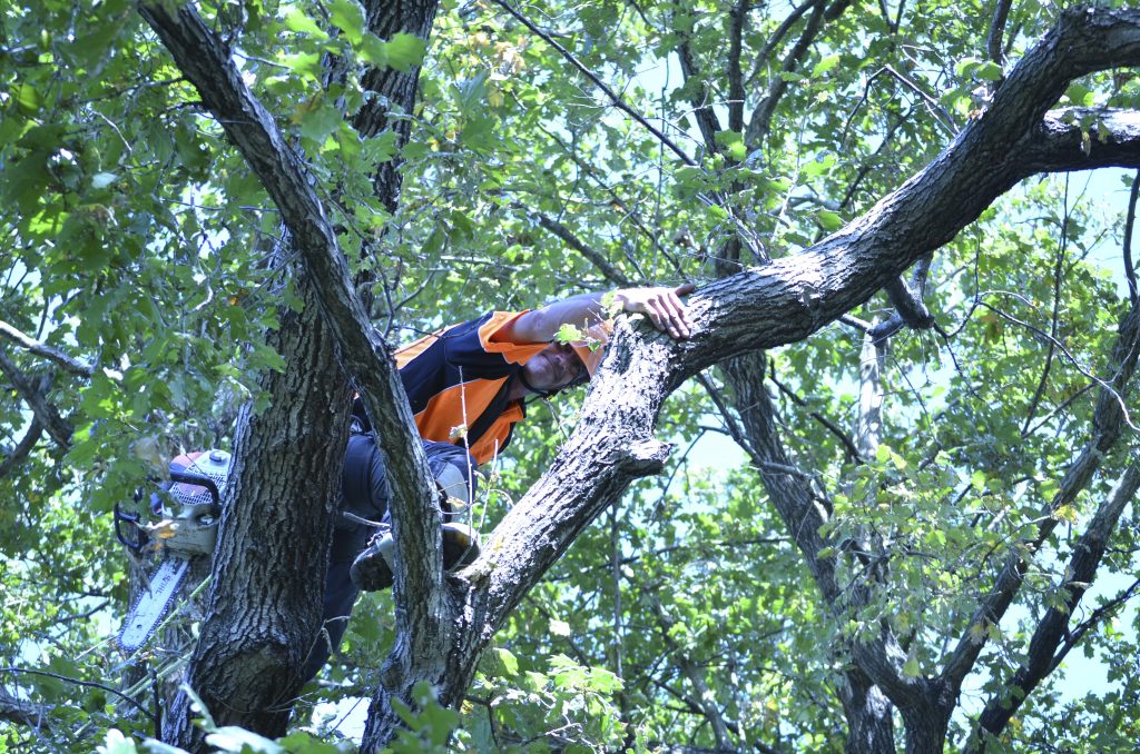 Tree Pruning In Newcastle