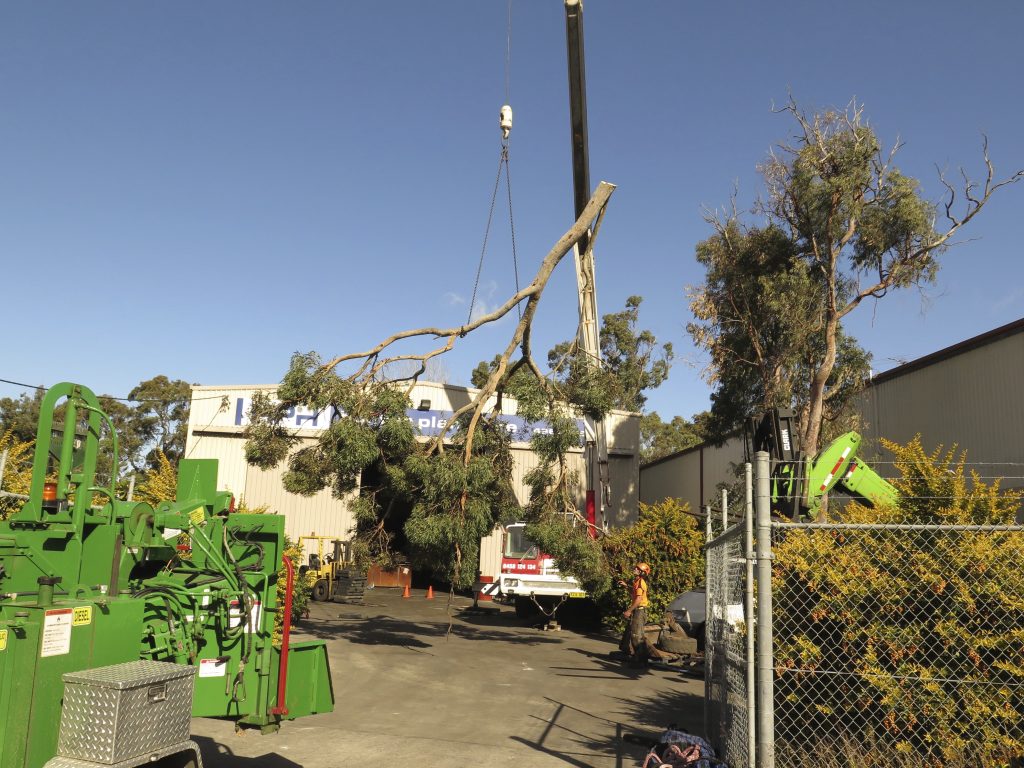 Removing A Tree In Newcastle