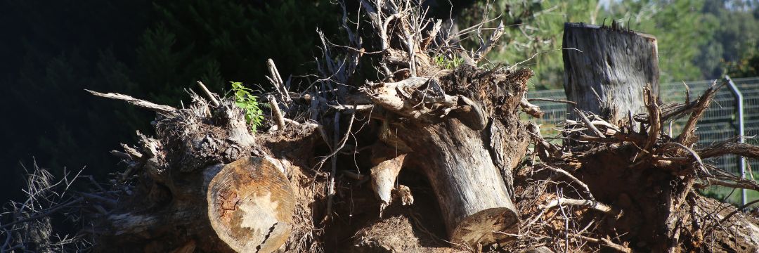 Tree Removal