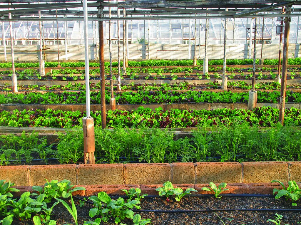 Greenhouse with organic food