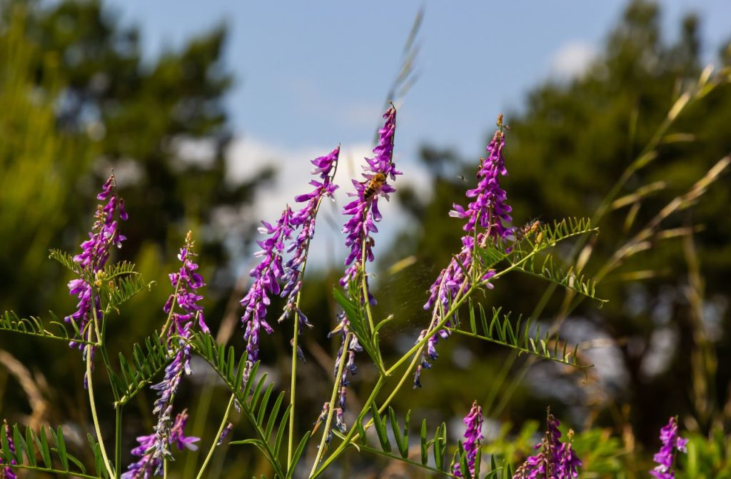 Vicia cracca with purple flowers, with a backgound of greenry